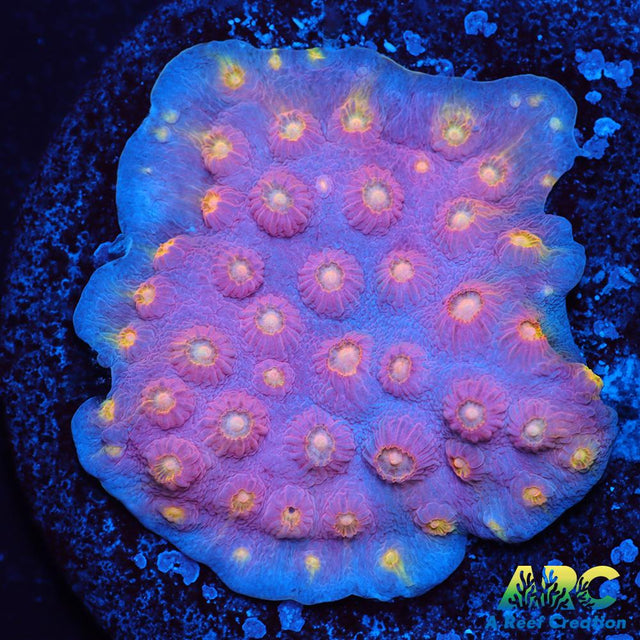 ARC Halley's Comet Plating Cyphastrea