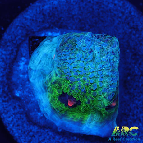Avatar Chalice