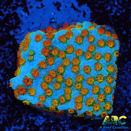 ECC Confused Rainbow Sunset Monti