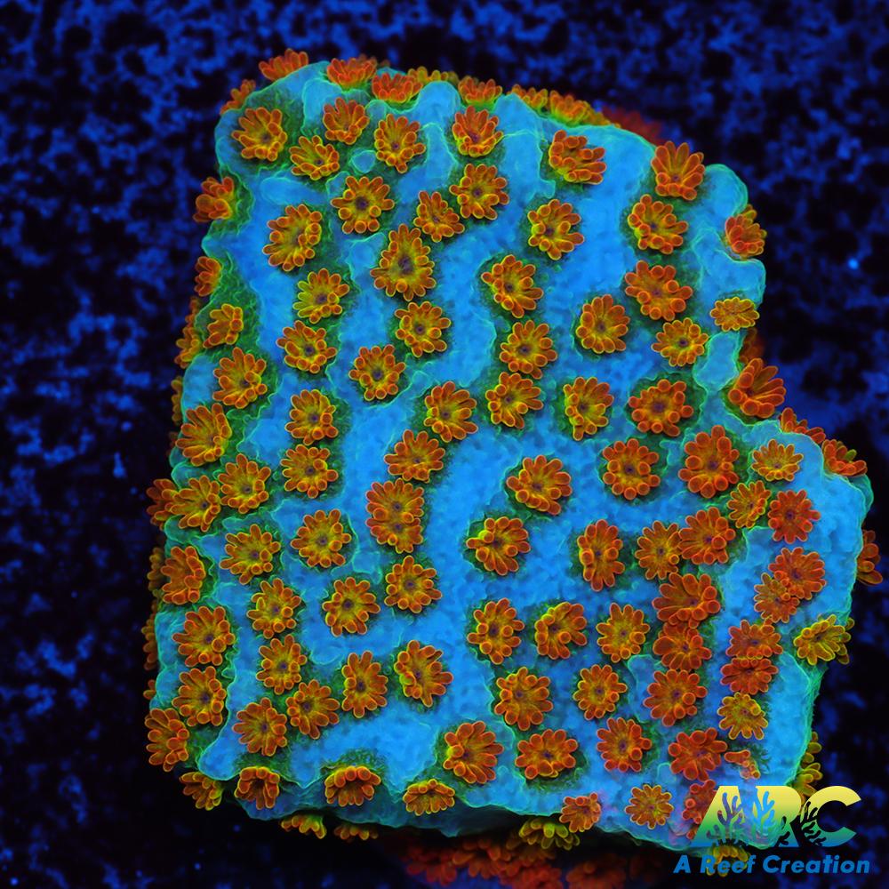 ECC Confused Rainbow Sunset Monti