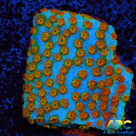 ECC Confused Rainbow Sunset Monti