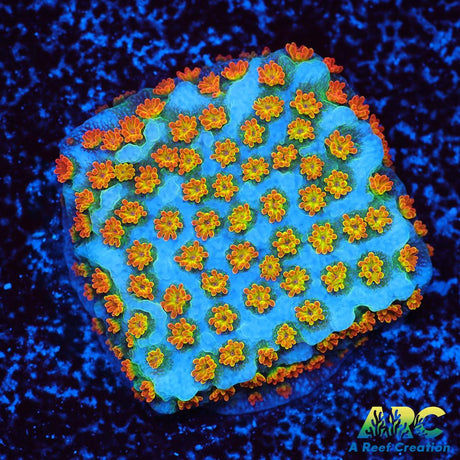 ECC Confused Rainbow Sunset Monti