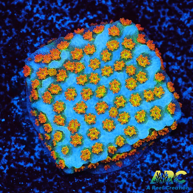 ECC Confused Rainbow Sunset Monti