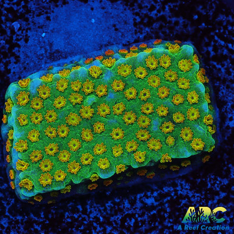 ECC Confused Rainbow Sunset Monti