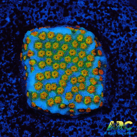 ECC Confused Rainbow Sunset Monti