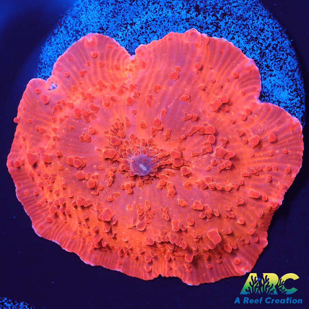 Red Aussie Mushroom