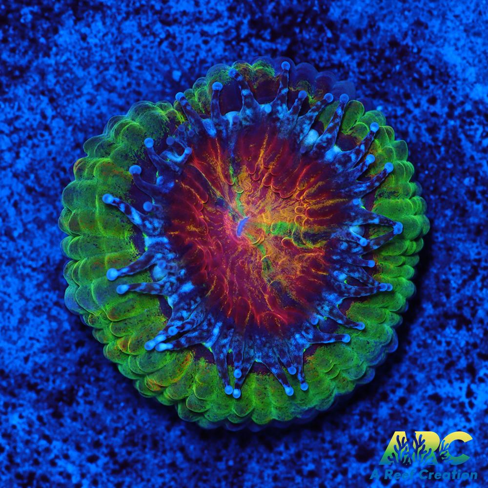 SR Limelight Acan