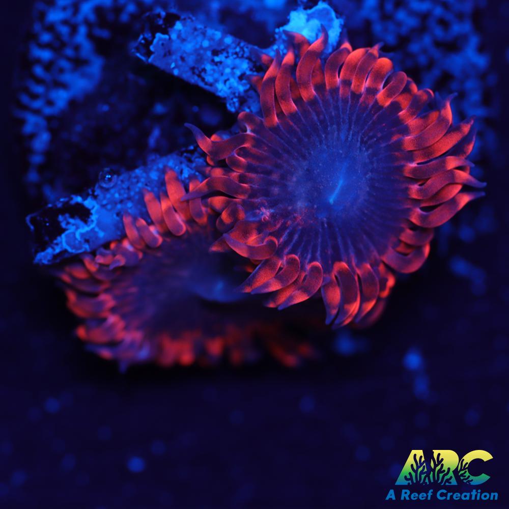 ARC Play-Doh Paly