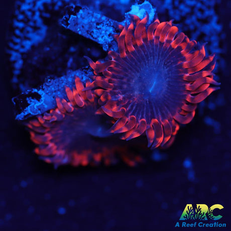 ARC Play-Doh Paly