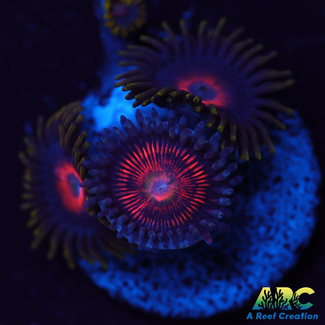 God of War Revolution and Friends