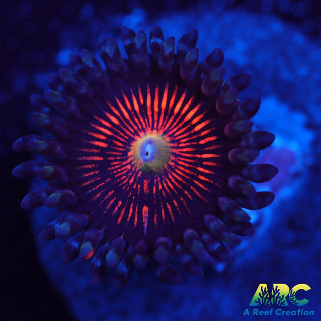 God of War Revolution