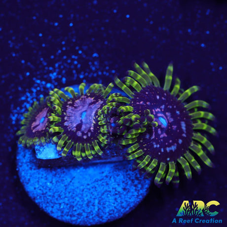 Purple Monsters