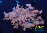 ARC Jaw Faker Acro
