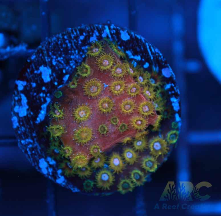 Copper Cyphastrea Growout Frag