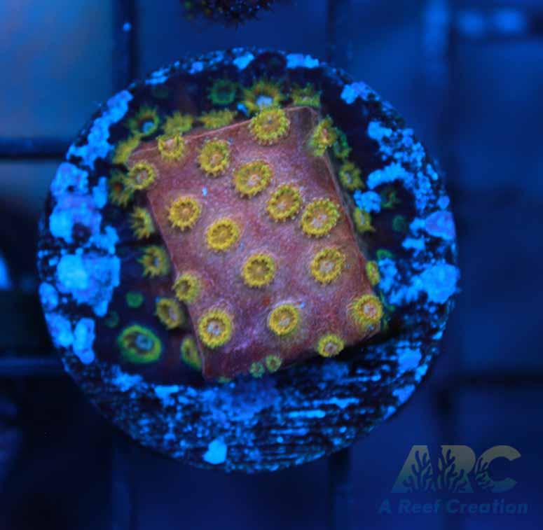 Copper Cyphastrea Growout Frag