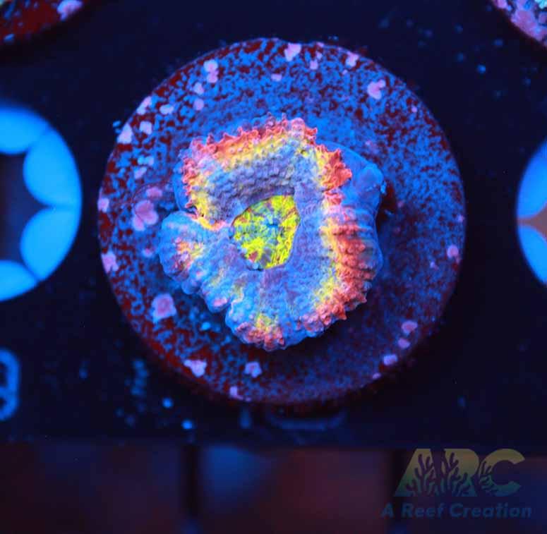 ARC Ring of Fire Acan