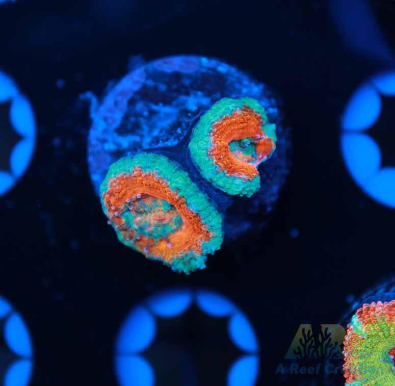 Red and Teal Acan
