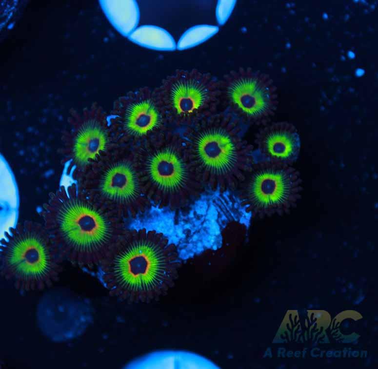 Bob Marley Zoa