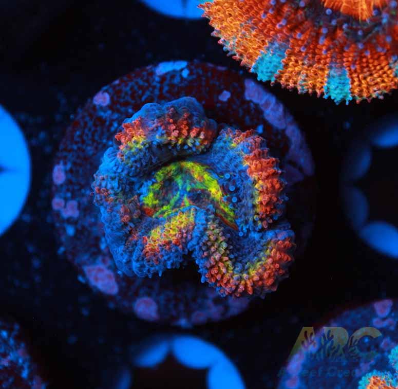 ARC Ring of Fire Acan