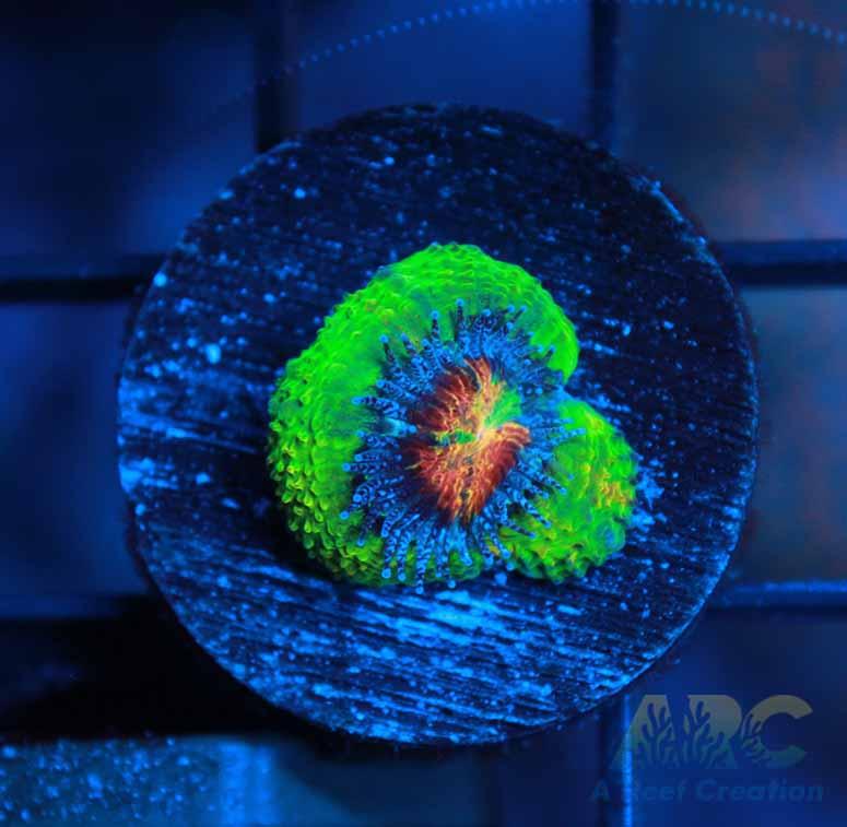 Supreme Reef's Limelight Acan