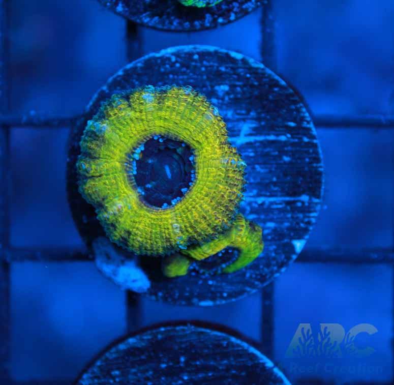 ARC Melow Yellow Acan