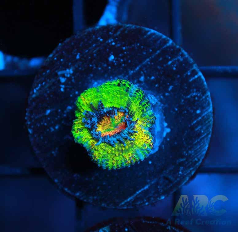 Supreme Reef's Limelight Acan