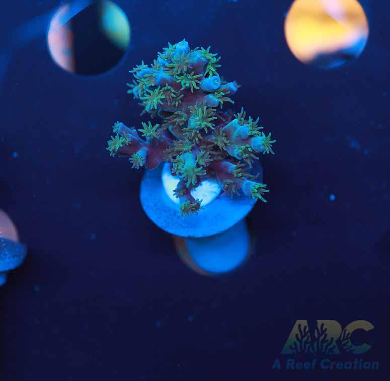 ARC Blueberry Echinata