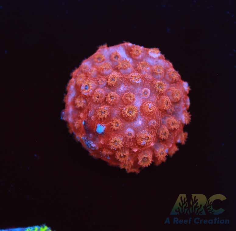 Cherry Red Cyphastrea