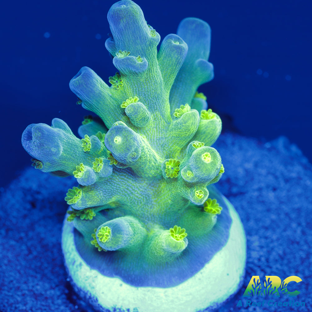 KMagyar Hulk Acro