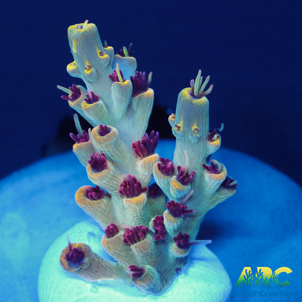 ARC Pomegranate
