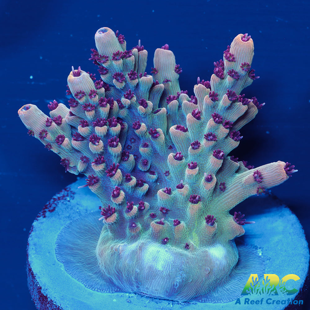 ARC Pomegranate