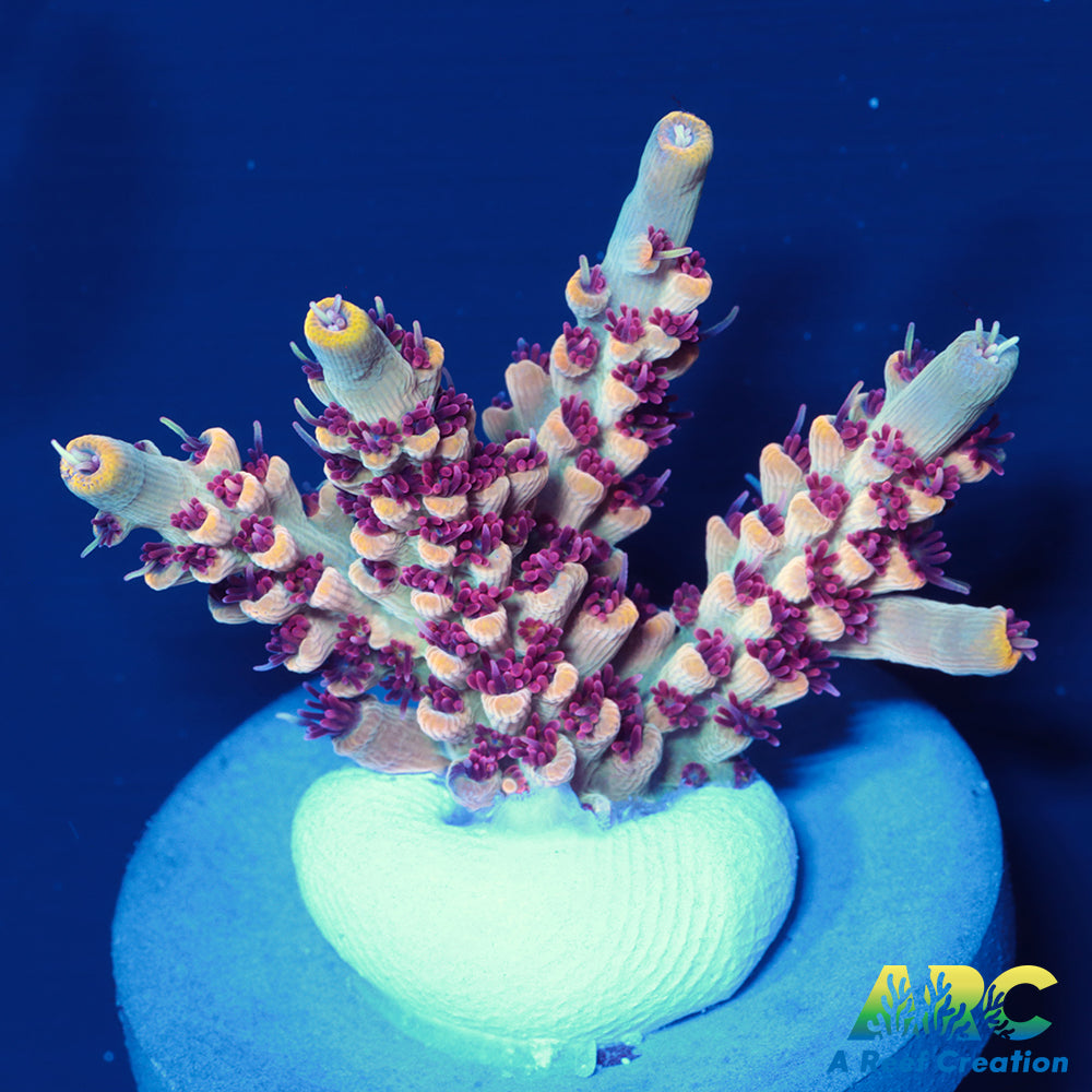 ARC Pomegranate