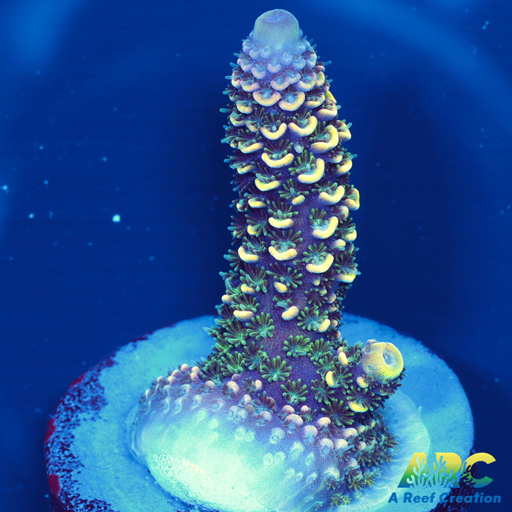 ARC Rainbow Spath