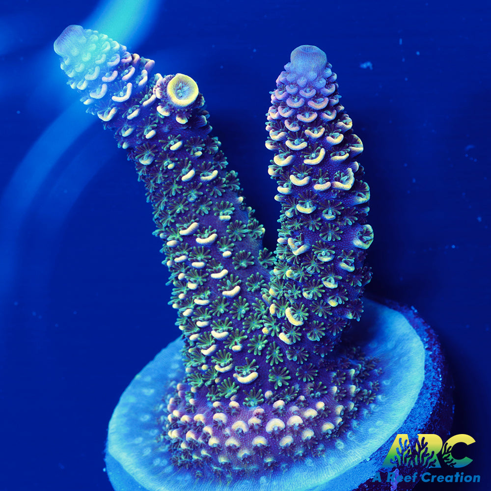 ARC Rainbow Spath