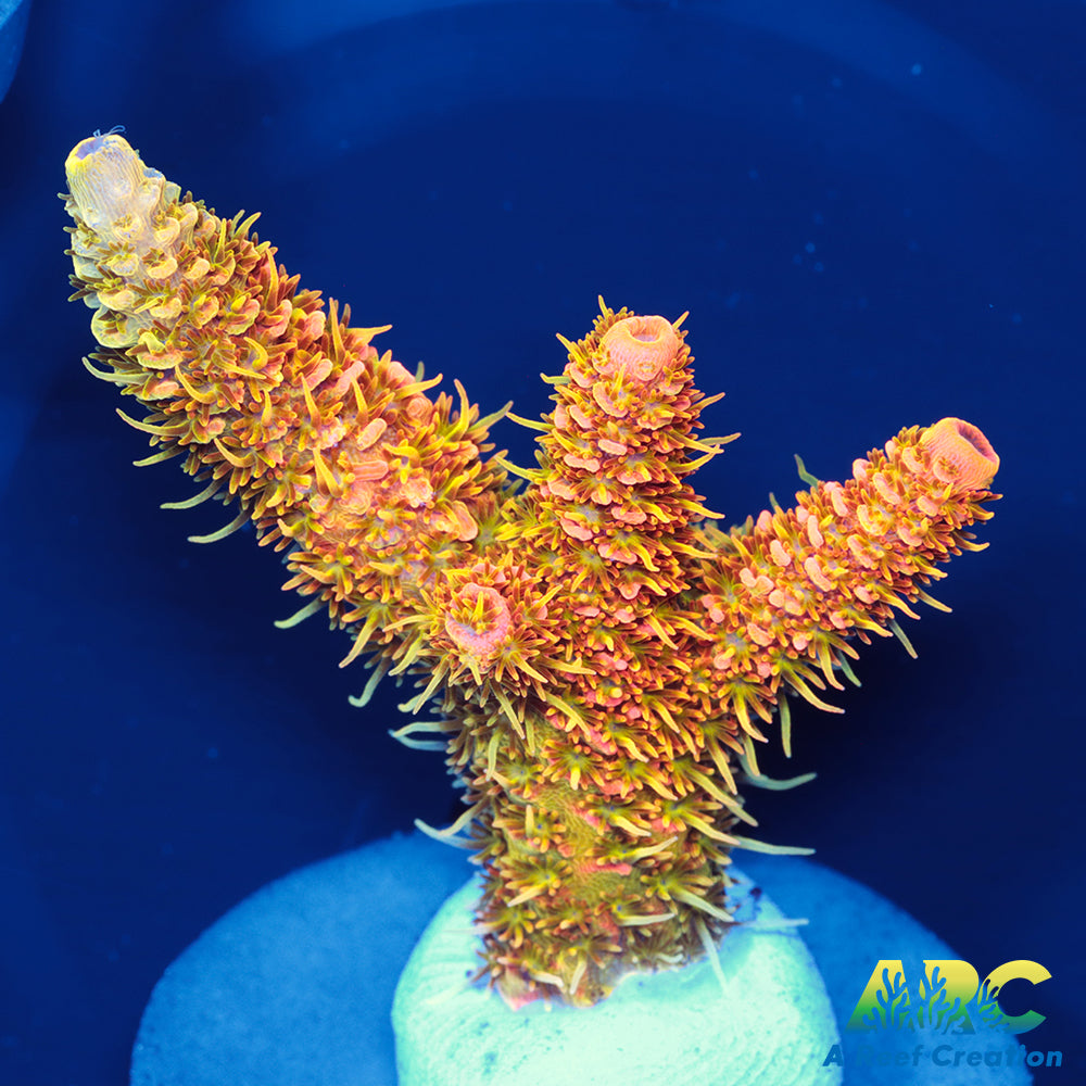 ASD Rainbow Milli
