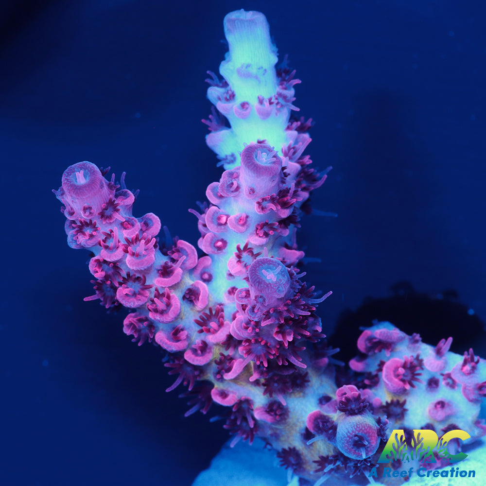 CC Firewalker Acro