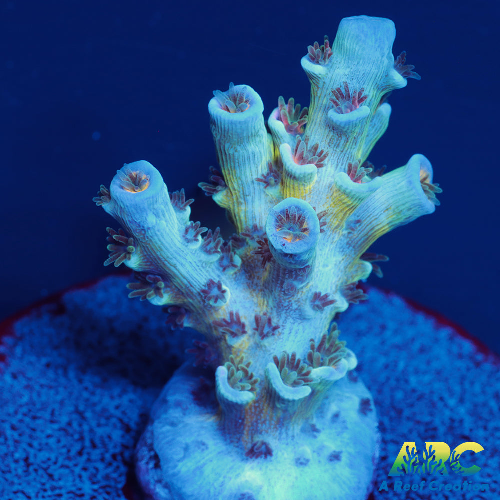 CC Pink Highlighter Tenuis