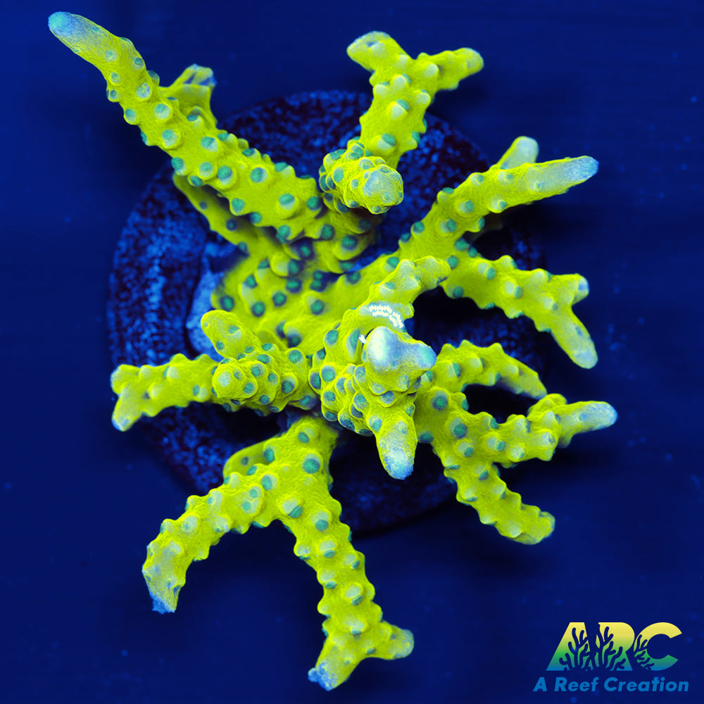 Green Goblin Anacropora