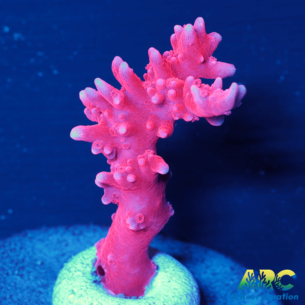 JF TNT Anacropora