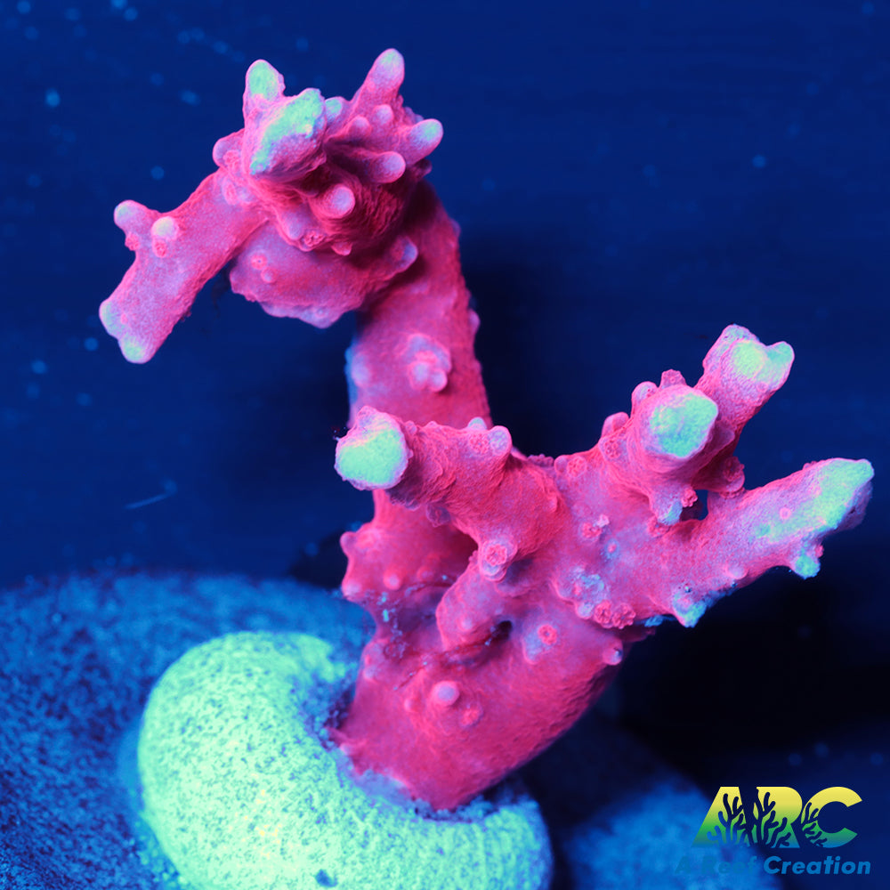 JF TNT Anacropora