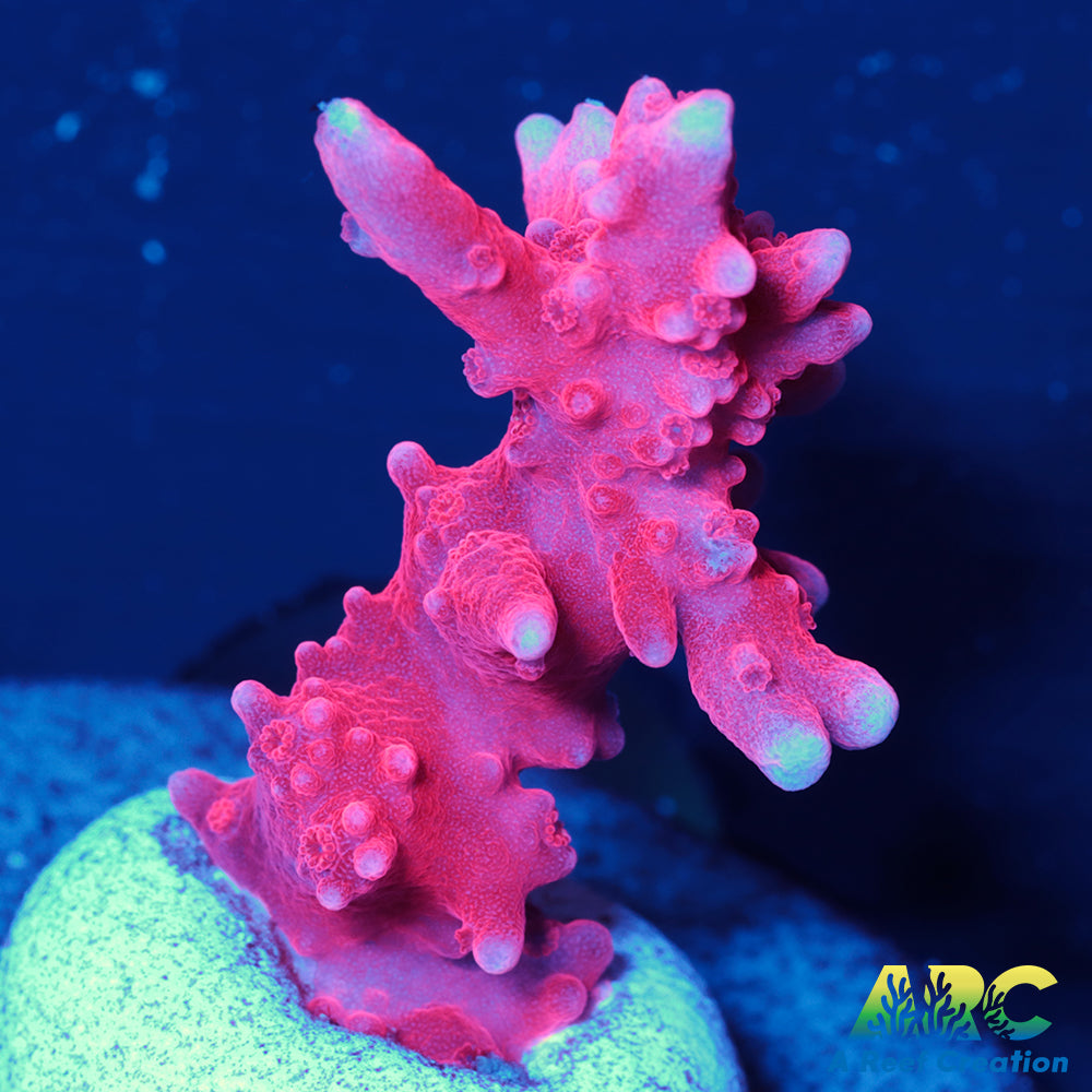 JF TNT Anacropora