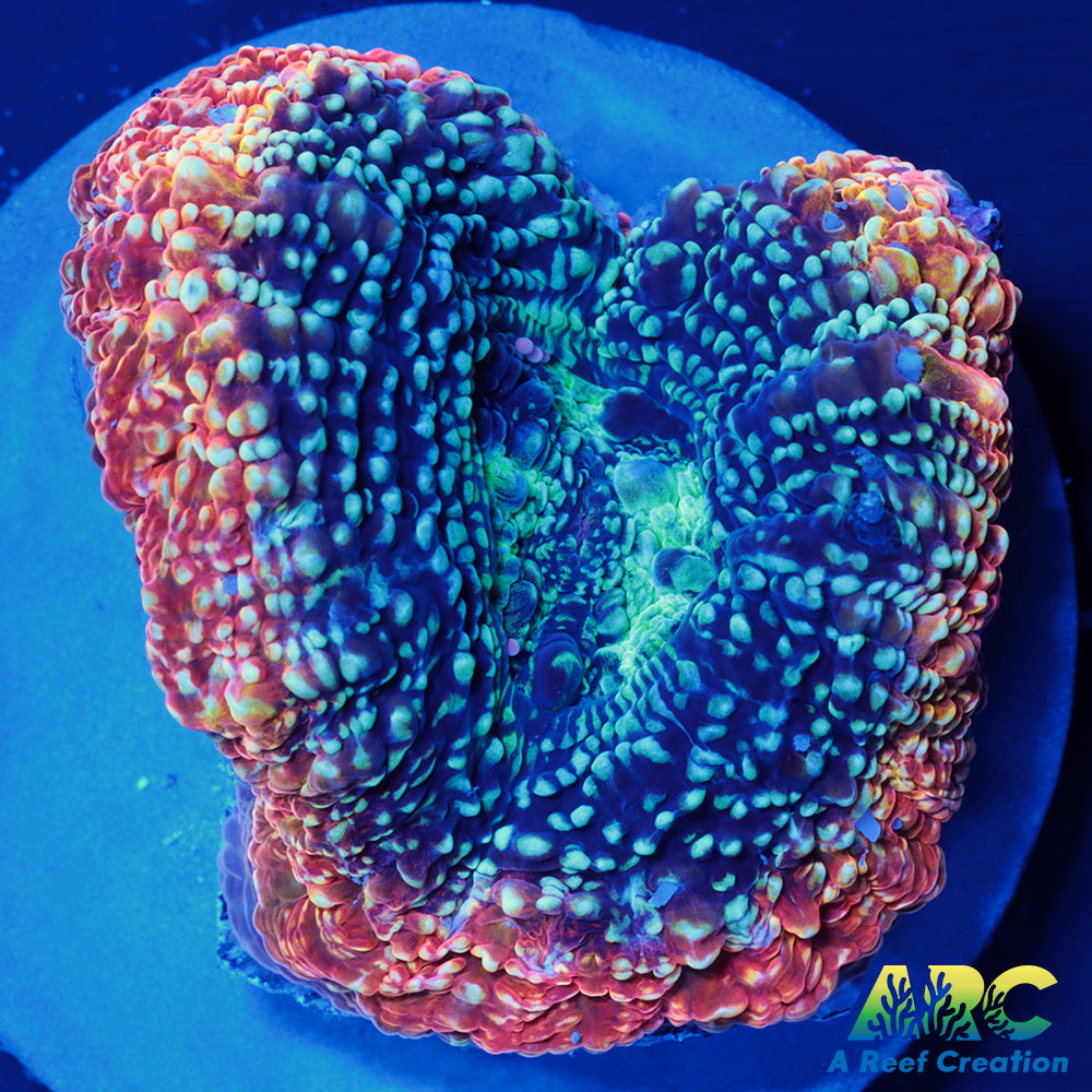 IA Rainbow Blast Bower