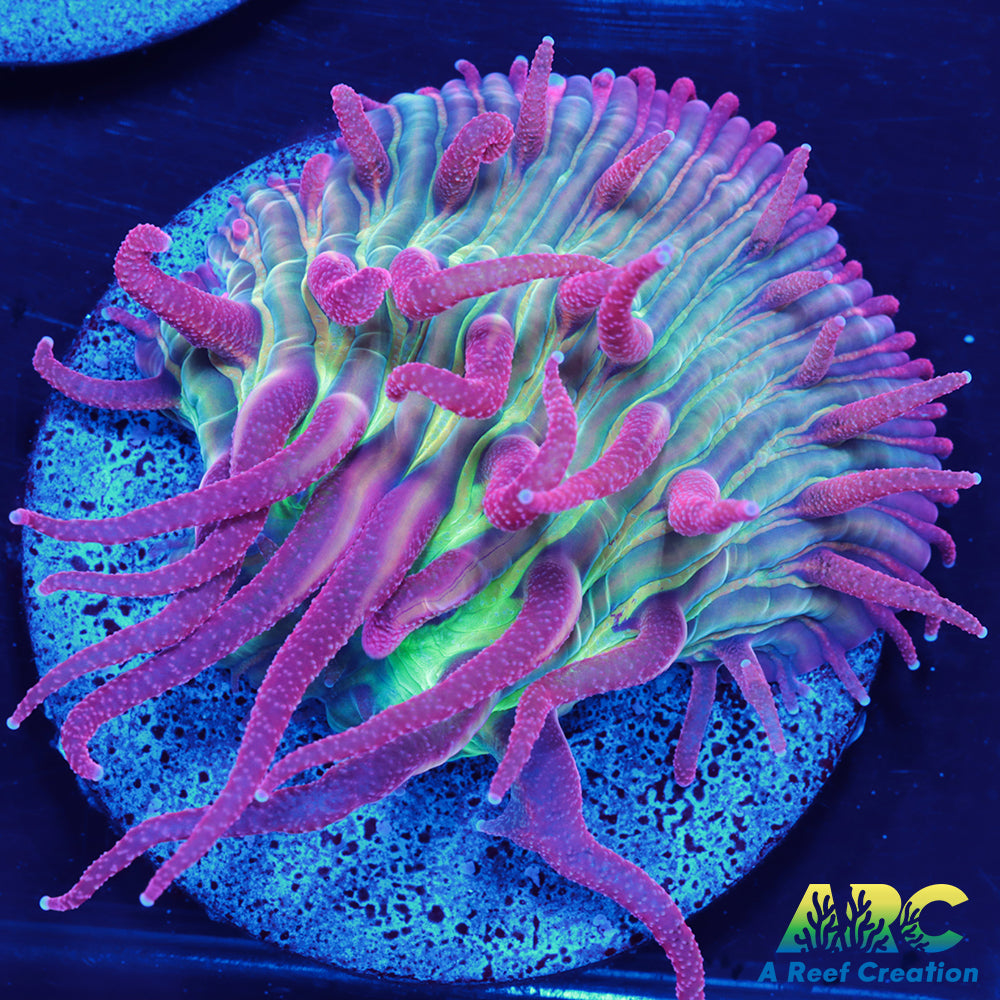 ARC Purple Hydra Diaseris Plate