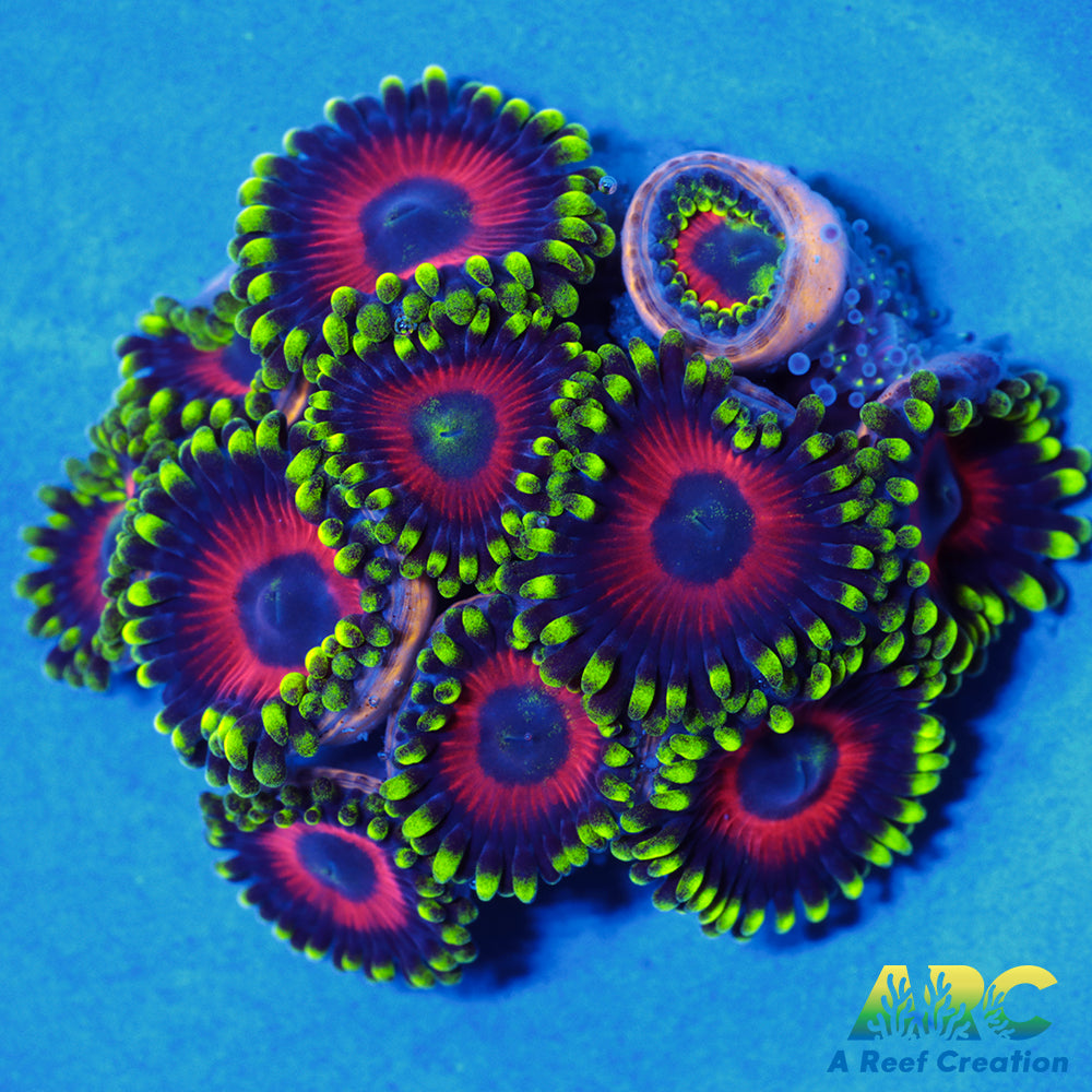 Deep Water Watermelons