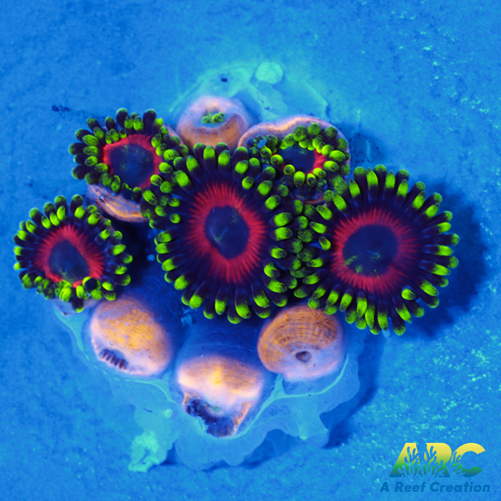 Deep Water Watermelons