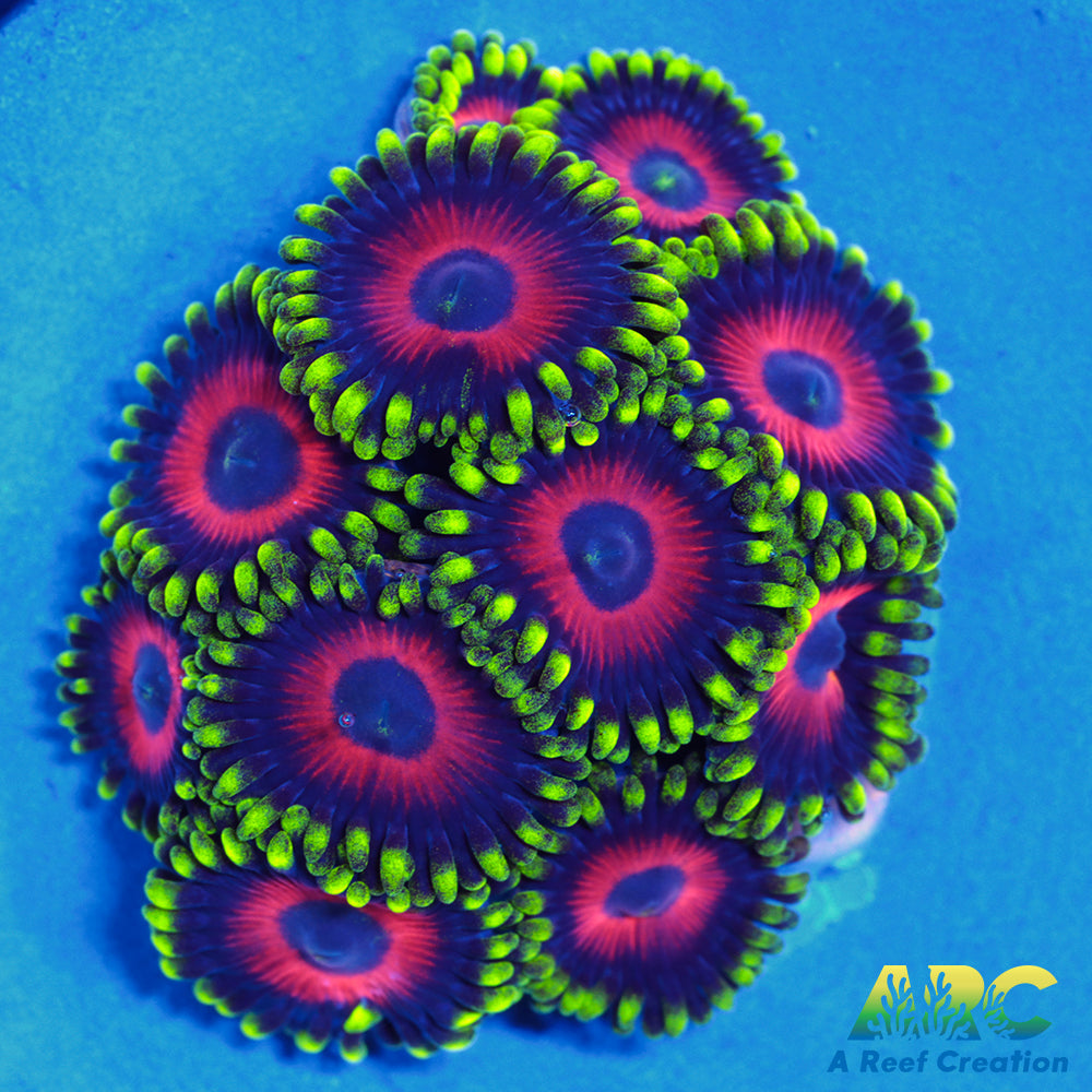 Deep Water Watermelons