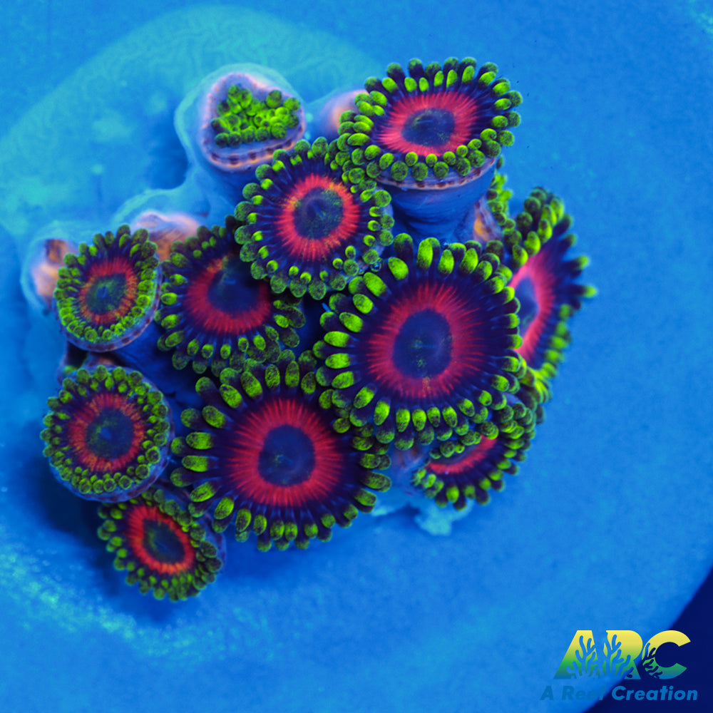 Deep Water Watermelons