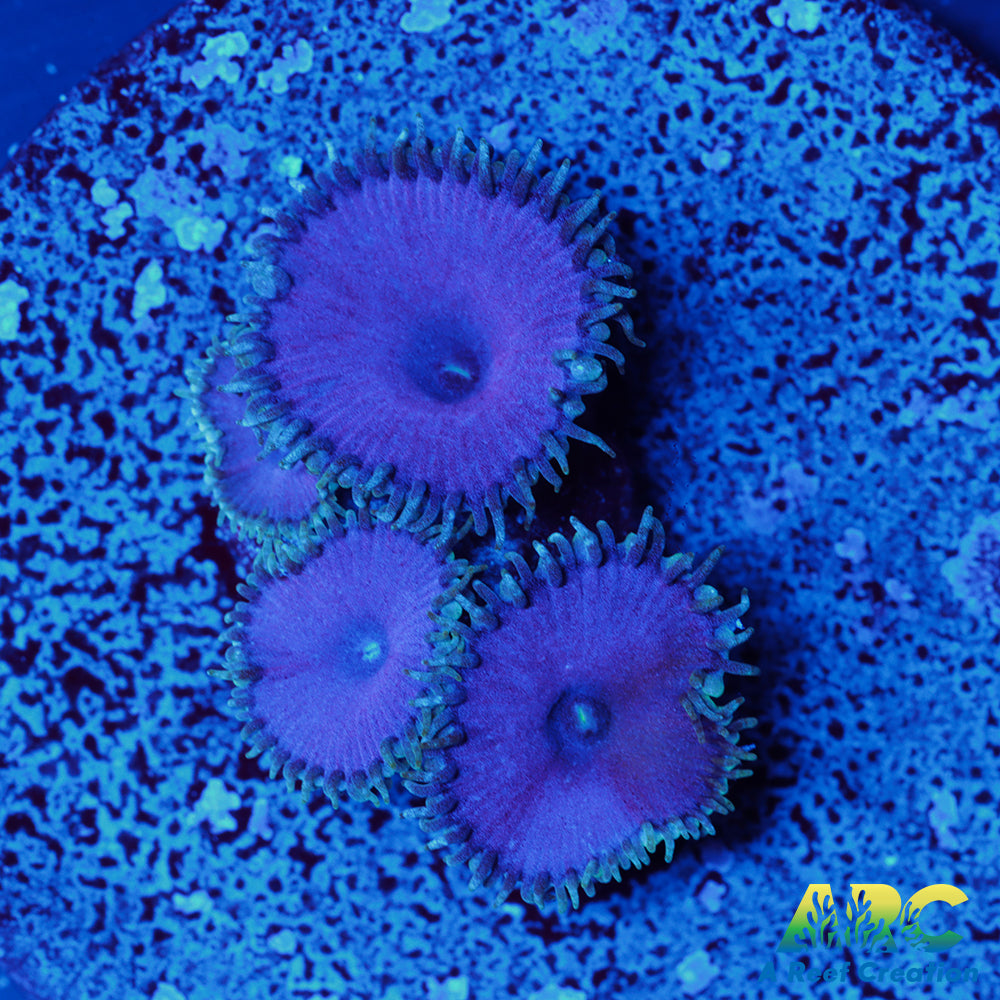Purple Death Paly