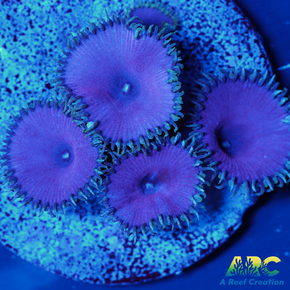 Purple Death Paly