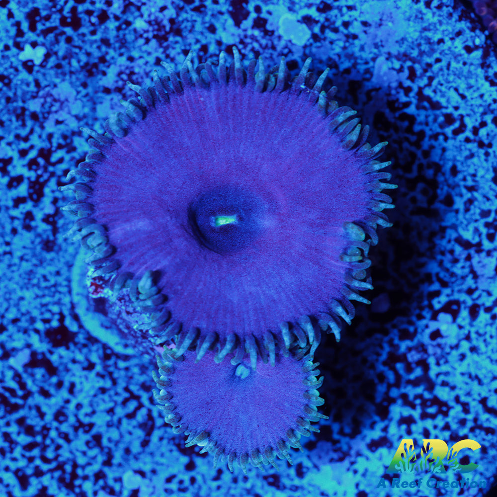 Purple Death Paly